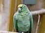 amazonan